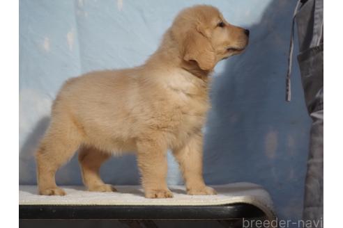 販売中の山梨県のゴールデンレトリーバー-393313の2枚目